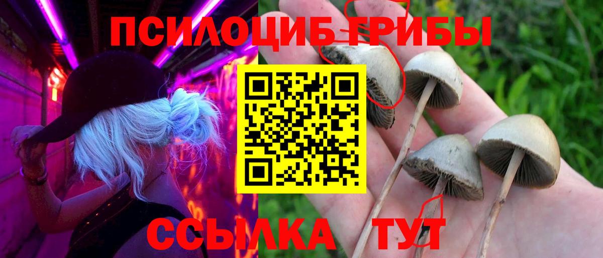 Отрадный  Псилоцибиновые грибы Psilocybine cubensis  Псилоцибиновые грибы мицелий  Вход с VPN 